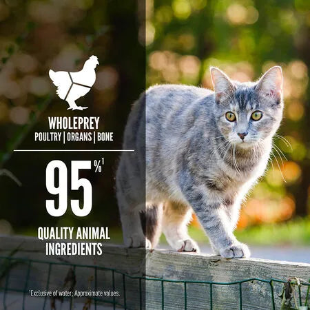 Orijen Cat Canned Wet Food